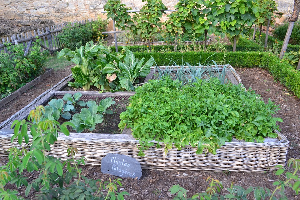 vegetable-garden-890625_960_720
